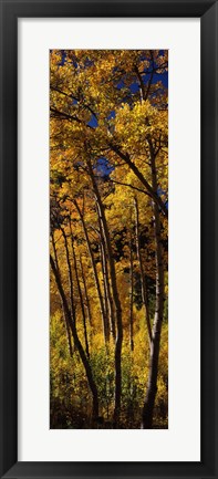 Framed Tall Aspen trees in autumn, Colorado, USA Print