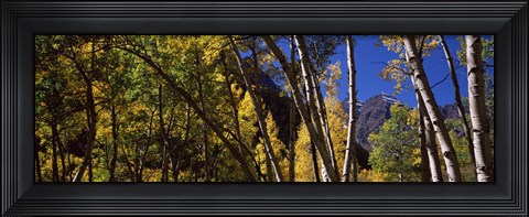 Framed Aspen trees with mountains in the background, Maroon Bells, Aspen, Pitkin County, Colorado, USA Print