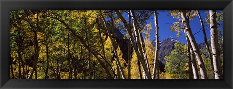 Framed Aspen trees with mountains in the background, Maroon Bells, Aspen, Pitkin County, Colorado, USA Print