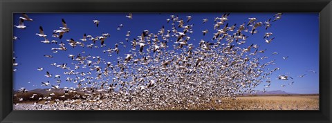 Framed Snow Geest, Bosque del Apache National Wildlife Reserve, New Mexico, USA Print