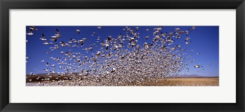 Framed Snow Geest, Bosque del Apache National Wildlife Reserve, New Mexico, USA Print