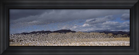 Framed Flock of Snow Geese Flying Under a Cloudy Sky, Bosque del Apache National Wildlife Reserve, New Mexico Print