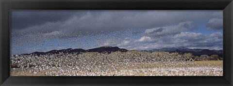 Framed Flock of Snow Geese Flying Under a Cloudy Sky, Bosque del Apache National Wildlife Reserve, New Mexico Print