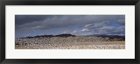 Framed Flock of Snow Geese Flying Under a Cloudy Sky, Bosque del Apache National Wildlife Reserve, New Mexico Print
