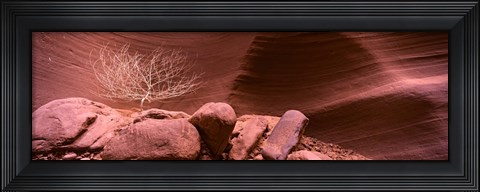 Framed Bare Tree and Rock formations, Antelope Canyon, Arizona Print