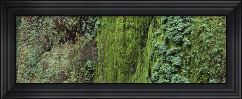 Framed Ferns and moss covered hill, Columbia River Gorge, Oregon, USA Print