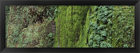 Framed Ferns and moss covered hill, Columbia River Gorge, Oregon, USA Print