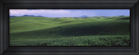 Framed Wheat field on a rolling landscape, near Pullman, Washington State, USA Print