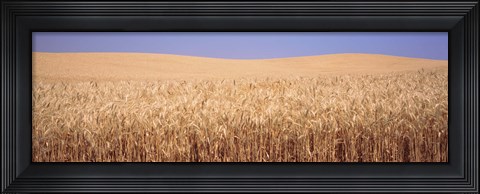 Framed Golden wheat in a field, Palouse, Whitman County, Washington State, USA Print