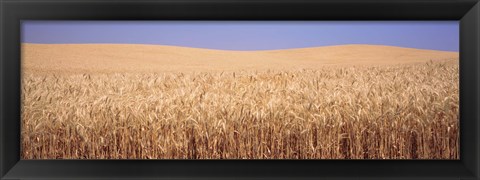 Framed Golden wheat in a field, Palouse, Whitman County, Washington State, USA Print