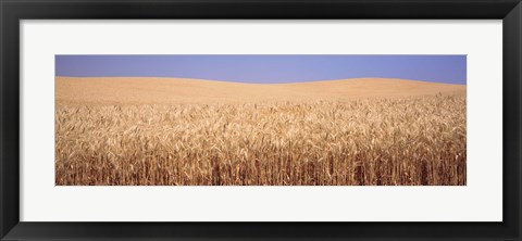 Framed Golden wheat in a field, Palouse, Whitman County, Washington State, USA Print