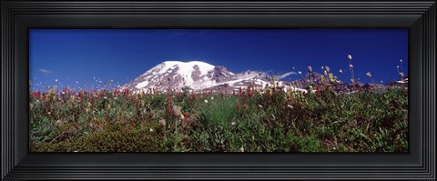 Framed Wildflowers on mountains, Mt Rainier, Pierce County, Washington State, USA Print