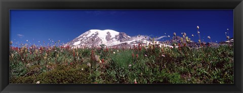 Framed Wildflowers on mountains, Mt Rainier, Pierce County, Washington State, USA Print