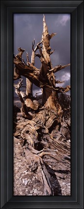 Framed Bristlecone pine tree (Pinus longaeva) under cloudy sky, Inyo County, California, USA Print