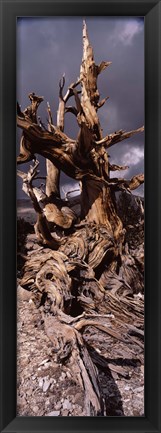 Framed Bristlecone pine tree (Pinus longaeva) under cloudy sky, Inyo County, California, USA Print