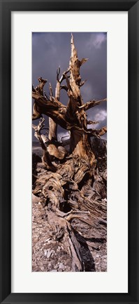 Framed Bristlecone pine tree (Pinus longaeva) under cloudy sky, Inyo County, California, USA Print