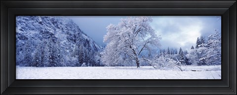 Framed Snow covered oak tree in a valley, Yosemite National Park, California, USA Print