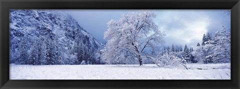 Framed Snow covered oak tree in a valley, Yosemite National Park, California, USA Print