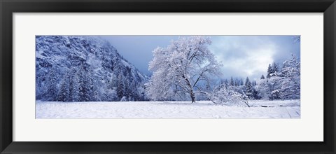 Framed Snow covered oak tree in a valley, Yosemite National Park, California, USA Print