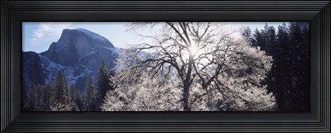 Framed Low angle view of a snow covered oak tree, Yosemite National Park, California, USA Print