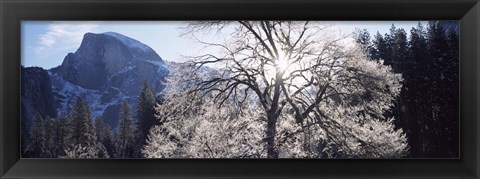 Framed Low angle view of a snow covered oak tree, Yosemite National Park, California, USA Print