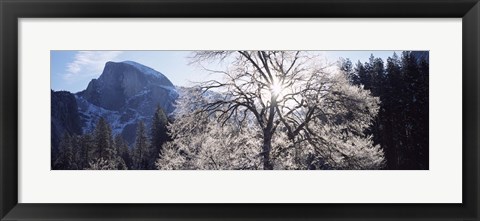 Framed Low angle view of a snow covered oak tree, Yosemite National Park, California, USA Print