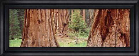 Framed Sapling among full grown Sequoias, Sequoia National Park, California, USA Print