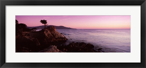 Framed Silhouette of a cypress tree at coast, The Lone Cypress, 17 mile Drive, Carmel, California, USA Print