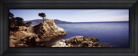 Framed Cypress tree at the coast, The Lone Cypress, 17 mile Drive, Carmel, California Print