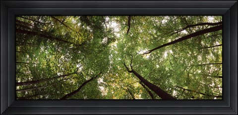 Framed Low angle view of trees with green foliage, Bavaria, Germany Print