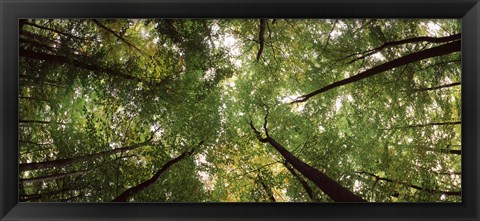 Framed Low angle view of trees with green foliage, Bavaria, Germany Print