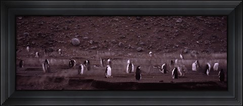 Framed Penguins make their way to the colony, Baily Head, Deception Island, South Shetland Islands, Antarctica Print