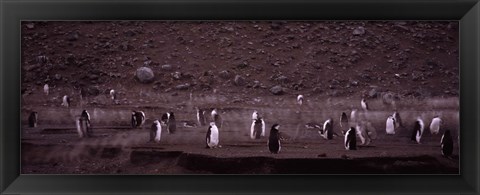 Framed Penguins make their way to the colony, Baily Head, Deception Island, South Shetland Islands, Antarctica Print