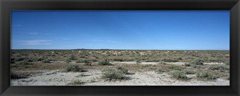 Framed Herd of springboks (Antidorcas marsupialis) grazing in a landscape, Etosha National Park, Kunene Region, Namibia Print