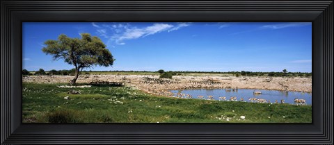 Framed Wild animals at a waterhole, Okaukuejo, Etosha National Park, Kunene Region, Namibia Print