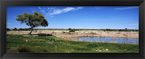 Framed Wild animals at a waterhole, Okaukuejo, Etosha National Park, Kunene Region, Namibia Print