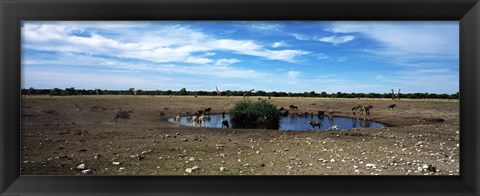 Framed Wild animals at a waterhole, Etosha National Park, Kunene Region, Namibia Print