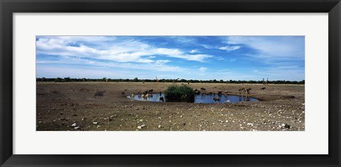 Framed Wild animals at a waterhole, Etosha National Park, Kunene Region, Namibia Print