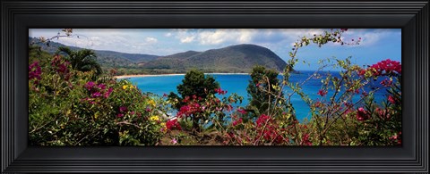 Framed Tropical flowers at the seaside, Deshaies Beach, Deshaies, Guadeloupe Print