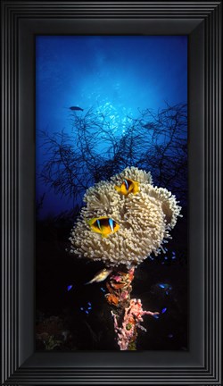 Framed Sea anemone and Allard&#39;s anemonefish (Amphiprion allardi) in the ocean Print