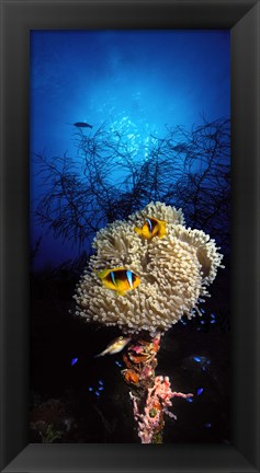 Framed Sea anemone and Allard&#39;s anemonefish (Amphiprion allardi) in the ocean Print