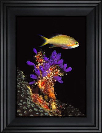 Framed Bluebell tunicate (Clavelina puertosecensis) and Anthias Fish (Pseudanthias lori) in the sea Print