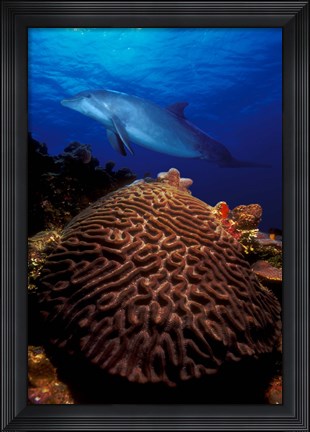 Framed Bottle-Nosed dolphin (Tursiops truncatus) and coral in the sea Print