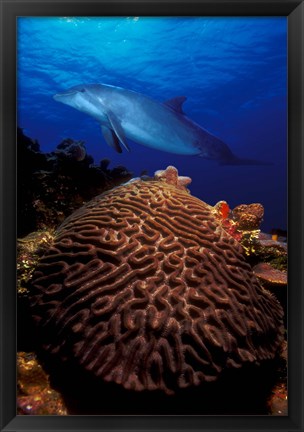 Framed Bottle-Nosed dolphin (Tursiops truncatus) and coral in the sea Print