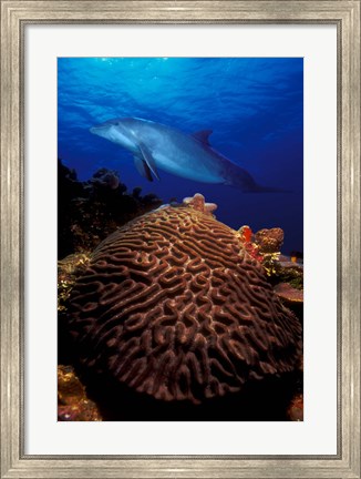 Framed Bottle-Nosed dolphin (Tursiops truncatus) and coral in the sea Print