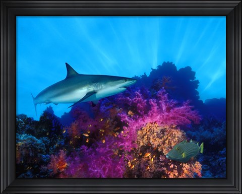 Framed Caribbean Reef shark (Carcharhinus perezi) and Soft corals in the ocean Print