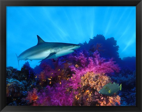 Framed Caribbean Reef shark (Carcharhinus perezi) and Soft corals in the ocean Print