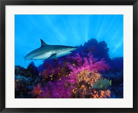 Framed Caribbean Reef shark (Carcharhinus perezi) and Soft corals in the ocean Print