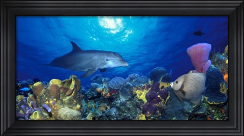 Framed Bottle-Nosed dolphin (Tursiops truncatus) and Gray angelfish (Pomacanthus arcuatus) on coral reef in the sea Print