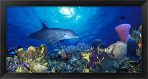 Framed Bottle-Nosed dolphin (Tursiops truncatus) and Gray angelfish (Pomacanthus arcuatus) on coral reef in the sea Print